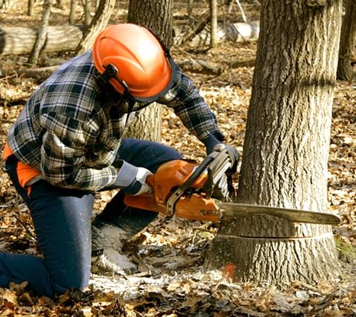 Tree Removal in Manchester, KY